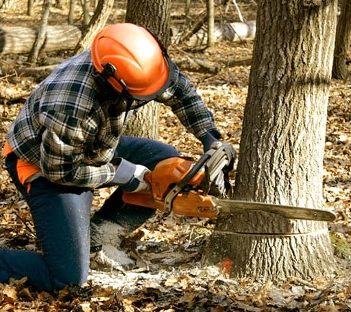 Tree Removal in Kilbourne, OH